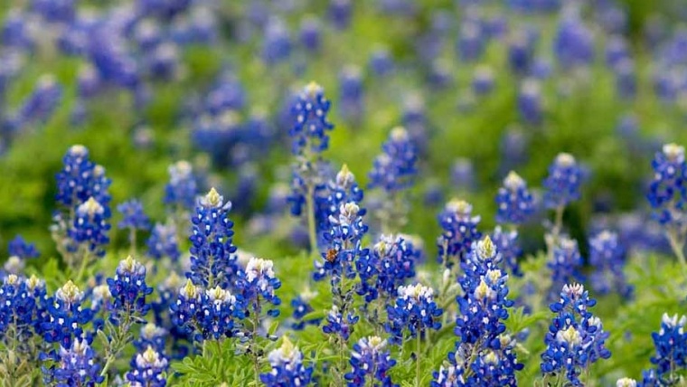 Texas Blue Bonnets